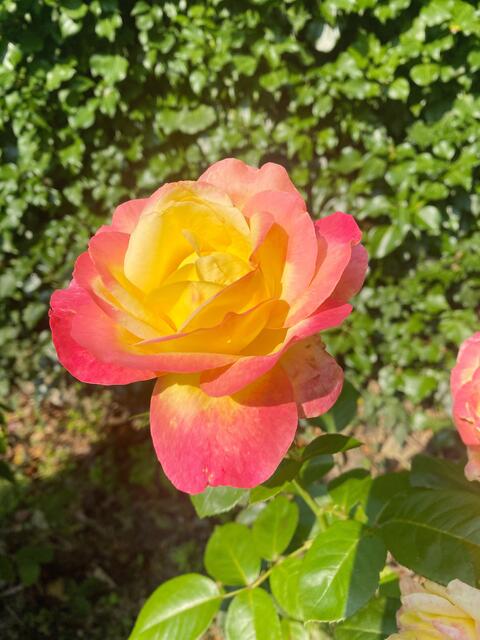 Die Rose "Gloria Dei"  | Foto: Kaltenhauser