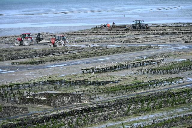 Cancale. Bei Ebbe bestimmen die Austernparks die Landschaft 