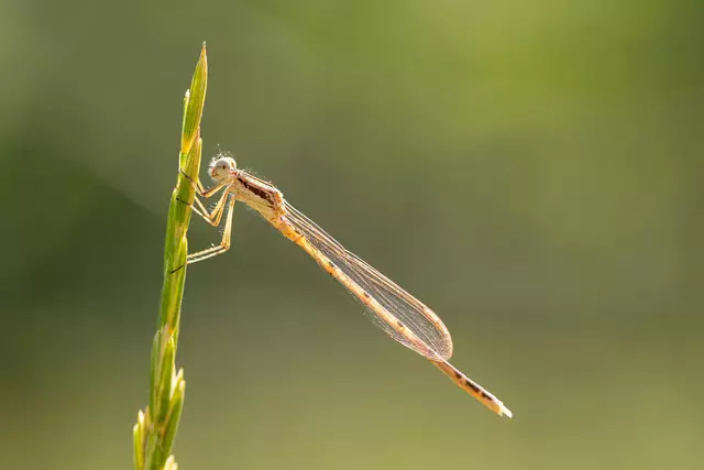 Die Gemeine Winter-libelle ist – neben der Sibirischen Winterlibelle – die einzige europäische Libellenart, die nicht als Ei oder Larve überwintert. | Foto: Anna Kranz/naturbeobachtung.at