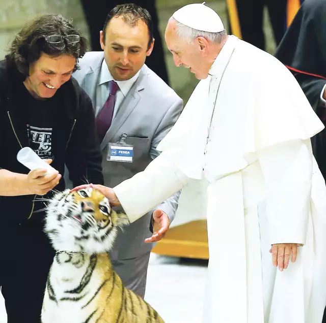 
Berührungsängste kannte Papst Franziskus nicht. Am 16. Juni 2016 streichelte er einen jungen Tiger und machte damit seinem naturverbundenen Namenspatron aus Assisi Ehre. 
 | Foto: Fabio Frustaci/APA