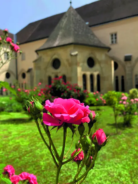 Blühende und duftende Rosen im Innenhof des Lilienfelder Klosters.   | Foto: Matthias Wunder