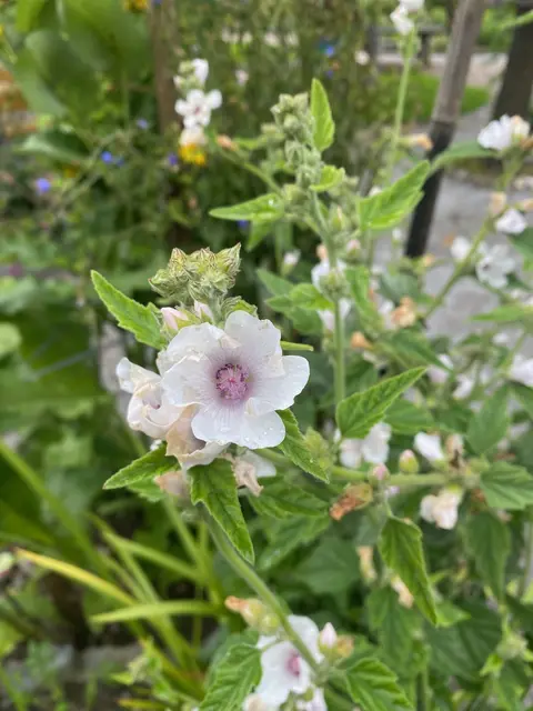Heilkräftig sind sie alle – die Kräuter, die im Mariengarten Schlitters wachsen: Unter anderem Eibisch... | Foto: Kaltenhauser