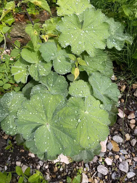 ... und Frauenmantel.  | Foto: Kaltenhauser