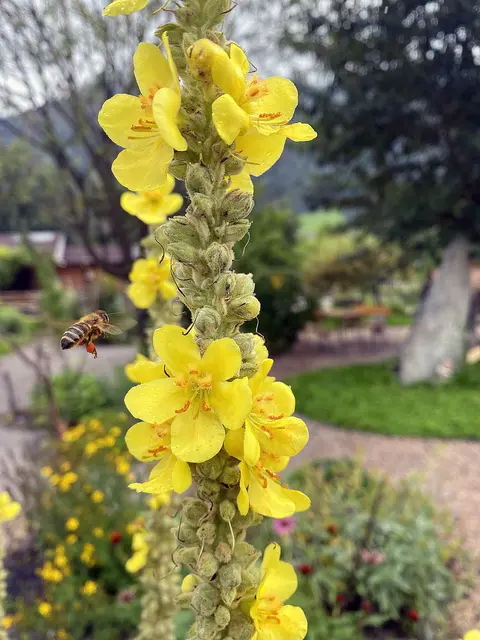 Königskerze... | Foto: Kaltenhauser