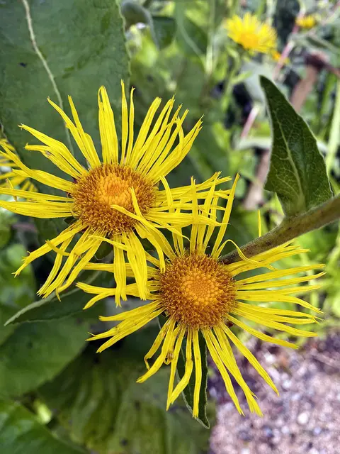 Alant... | Foto: Kaltenhauser