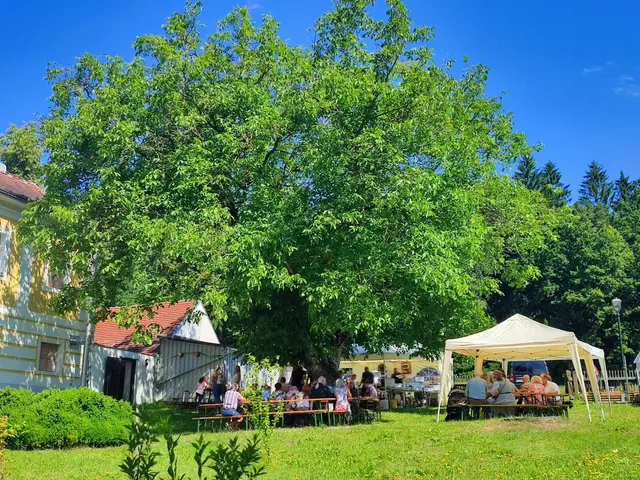 Pfarrfest in Schloss Rosenau - unter gesunden Nussbäumen | Foto: Pfarrer Herbert Reisinger
