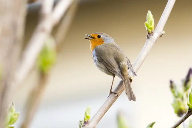 So, wie dieses Rotkehlchen seine Stimme erhebt, können Sie beim Mitmachweg Ihre Stimme für die Schöpfung erheben. Ab 1. 9. in der Grazer Stadtpfarrkirche.  | Foto: Leander Khil