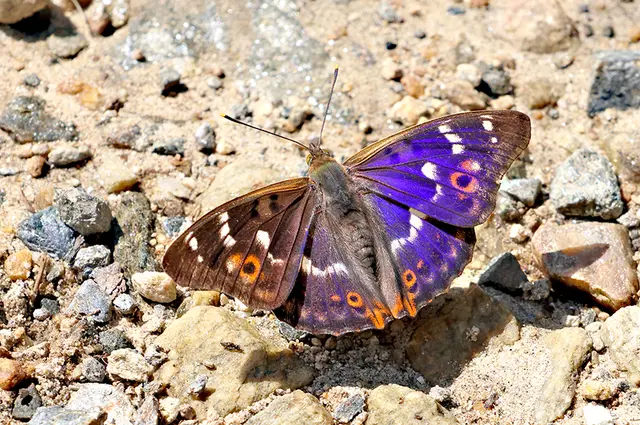 Foto: Erich Strobl