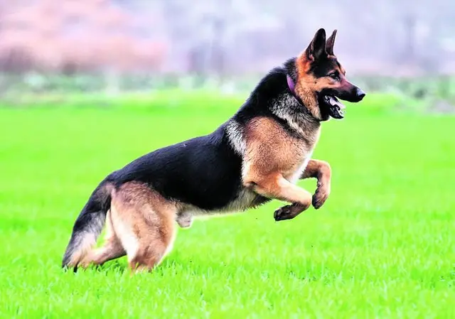 Hirtenhunde können Schutz und Gefahr sein.  | Foto: Adobe
