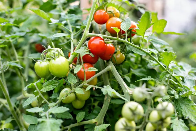 Foto: Gerd Neuhold/Sonntagsblatt