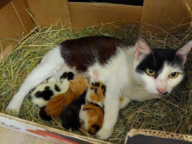 Sonja ist eine ehemalige Streuner-katze, die dank Tierschützerinnen ein neues Leben geschenkt bekam. Ihre Geschichte erzählt sie uns selbst (unten). | Foto: privat