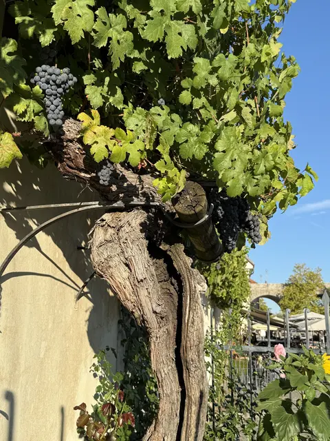 Dieser 400 Jahre alte „Blaue Köl(l)ner“ in Maribor (Marburg) wird als ältester Weinstock der Welt geführt. Er trägt jährlich etwa 50 Liter Wein. | Foto: Franz Josef Rupprecht