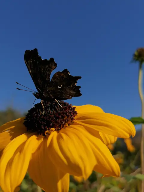 Dieser Falter genießt auf einer goldenen Blume die sanfte Wärme der Spätsommersonne. | Foto: Gertrude Liebmann