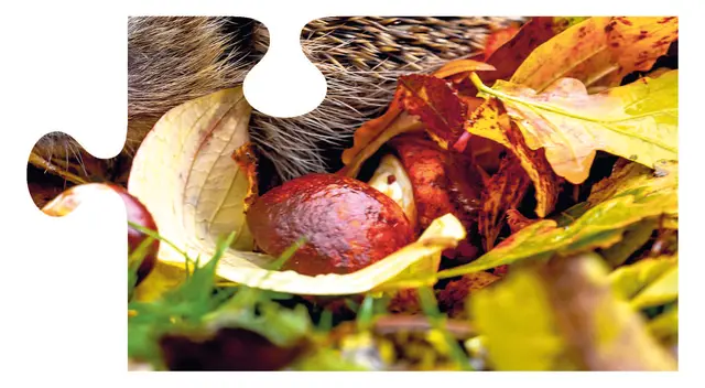 1. Puzzle-Teil | Foto: Foto: Moorland Roamer / Adobe; Grafik: Tanja Gastegger