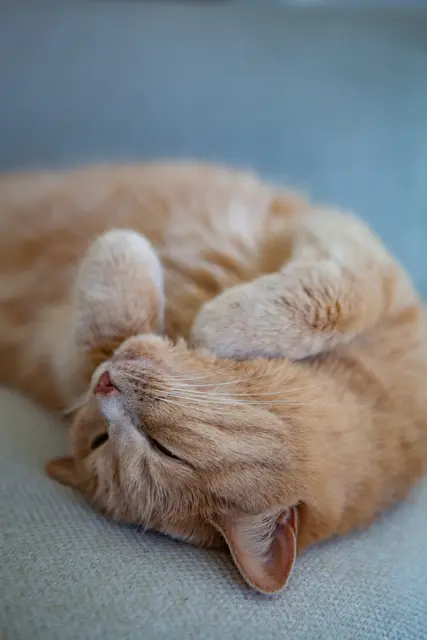 Foto: iStock, Yana Gavriloski