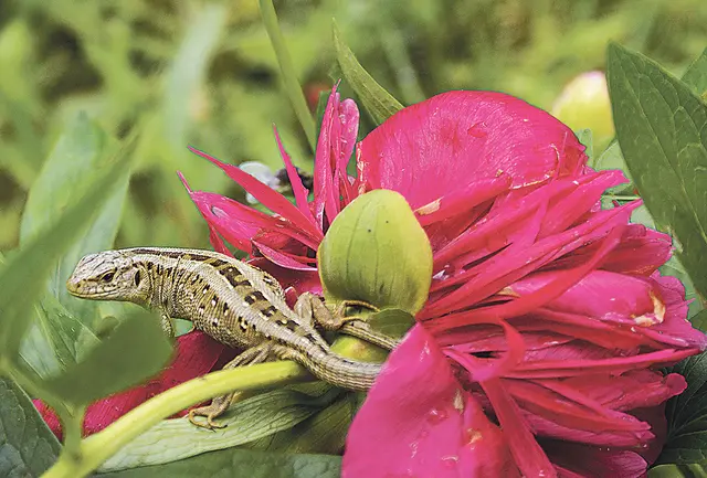 Eidechsen freuen sich über Verstecke.  | Foto: Elisabeth Bubnik