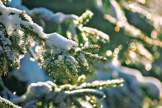 Der Schnee bringt für einige auch ein kleines Geschenk mit: Ruhe. | Foto: pixabay