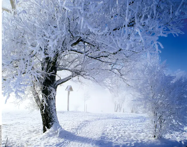 Schnee ist für das ökologische Gleichgewicht und das Klimasystem der Erde von zentraler Bedeutung. | Foto: Deike; pixabay