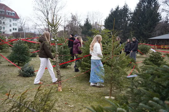 SchülerInnen der Caritas-HLW verwandelten Christbäume in ein begehbares Bild der Gesellschaft. Über den QR-Code kommen Sie zu einem Video von der Installation. | Foto: Caritas
