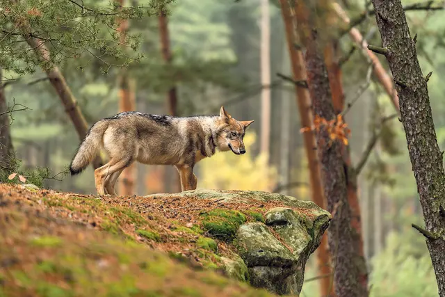 Der Wolf wohnt in jedem von uns, ebenso wie das Lamm. Sie können miteinander Frieden finden, verheißt der Prophet  | Foto: Jesaja.vacelav/Adobe Stock