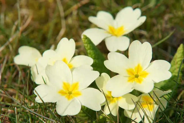 Foto: makabera/pixabay