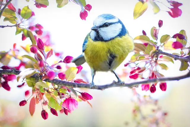 Vögel singen, Pflanzen treiben aus, Düfte und Farben kehren zurück. Es ist Frühling. | Foto: pixabay