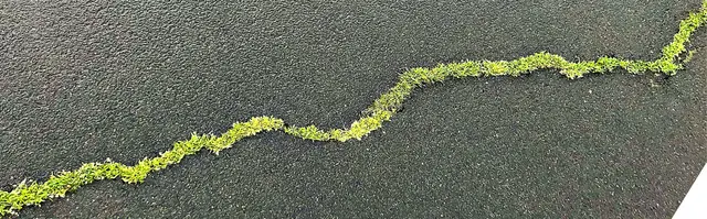 Foto: Abeer Al-Nuaimi/Pexels