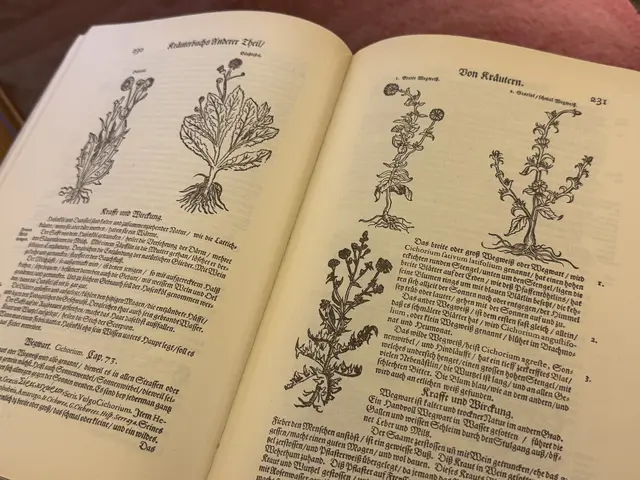 Ein Kräuterbuch aus dem Jahr 1679. Die mittels Kupferstich dargestellte Wegwarte ist ein Lieblingskraut von Kräuterpfarrer Benedikt. | Foto: Patricia Harant-Schagerl