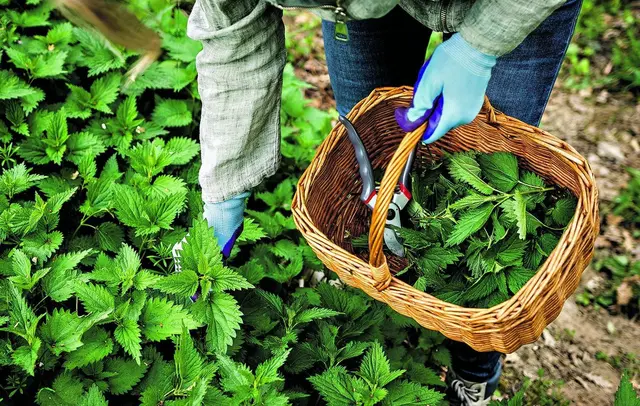 Wer jetzt Brennnesseln sammelt, kann sich einen Vorrat an Brennnesseltee für den Winter anlegen. | Foto: Encierro/Adobe Stock