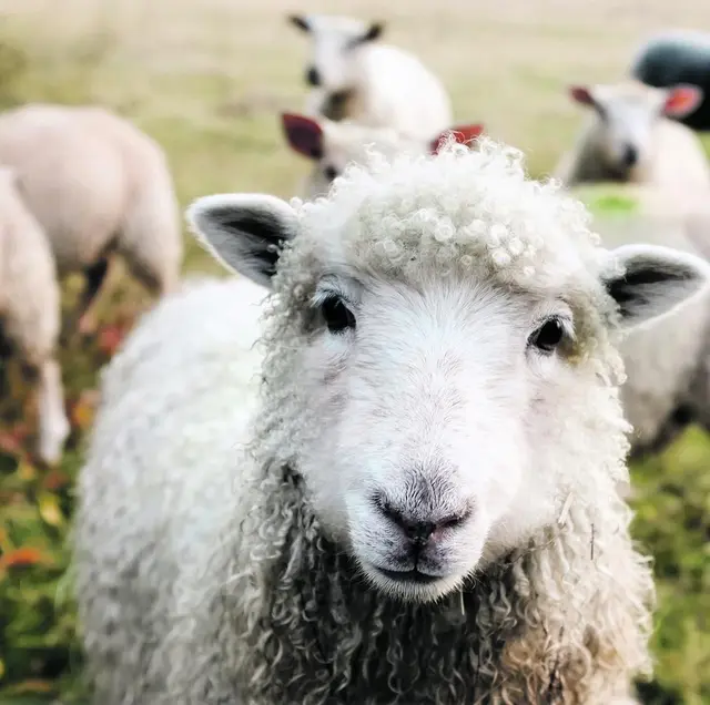 Die Bilder vom guten Hirten und seinen Schafen gehören zu den bekanntesten und tröstlichsten der Bibel. | Foto: pixabay.com