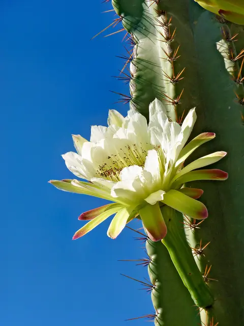 Foto: pixabay/Polyfish