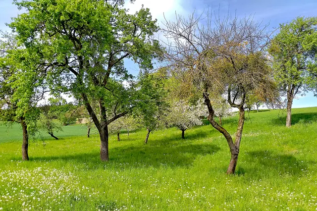 Streuobstwiesen sind wertvolle heimische Lebensräume für viele
Tier- und Pflanzenarten – darunter die seltene Zwergohreule oder den Ilzer Rosenapfel.  | Foto: Gudrun Fuss