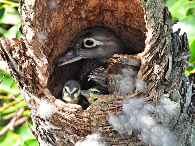 Brautenten brüten in Baumhöhlen, oft sechs bis 15 Meter über dem Boden. Die Küken verlassen das Nest meist binnen 24 Stunden nach dem Schlüpfen. Sie müssen springen, um der Mutter zu folgen. Die Mutter ruft von unten und führt sie dann zum Wasser. | Foto: iStock
