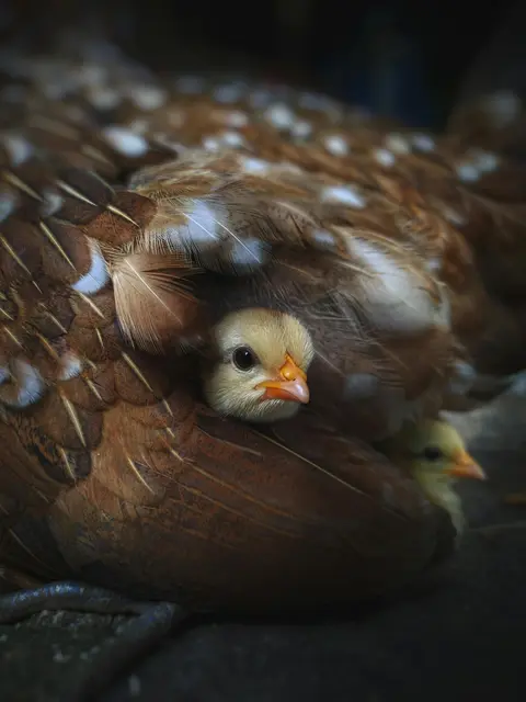 Foto: pexels / Ernesto Alejandro Pérez