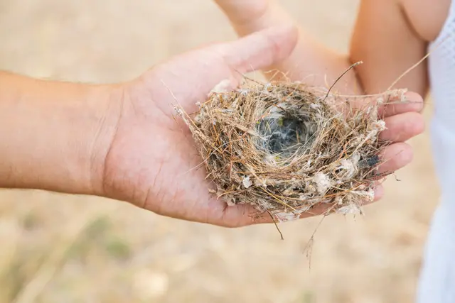 Das Nest ist leer, der Jungvogel ist ausgeflogen. Das "Empty Nest Syndrom" beschreibt das Wechselbad der Gefühle, das Eltern durchleben. | Foto: asife - stock.adobe.com