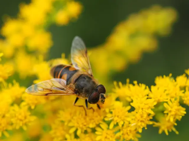 Schmetterlinge wie der Nachtfalter „Taubenschwänzchen“ (oben) und Fliegen wie die Schwebfliege „Mistbiene“ (unten) sind ein wichtiger Teil der Artenvielfalt. | Foto: Schubert; Mark