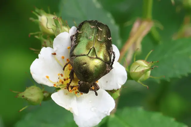 Käfer wie der „Metallische Rosenkäfer“ leisten – als eher unbekannte Bestäuber – einen mindestens ebenso wichtigen Beitrag zu Artenvielfalt und Ernährungssicherheit wie Bienen. | Foto: Franz Kößl