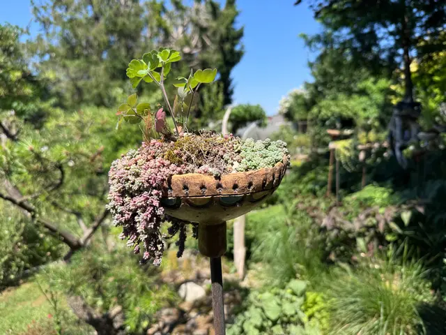 Im GrünTon Cottage bewundern wir neben einem Naturschwimmteich auch Bonsaibäume und selbstgetöpferte Keramik. | Foto: Klass