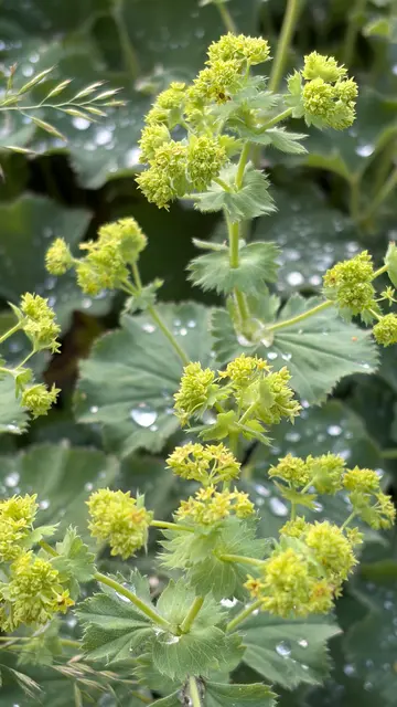 Wenn die Regentropfen am Frauenmantel abperlen wie rund geschliffene Edelsteine, wenn dunkelrot leuchtende Erdbeeren uns das Wasser im Mund zusammenlaufen lassen – dann will Gott uns damit zur Lebensfreude und Dankbarkeit einladen. 
 | Foto: Kaltenhauser