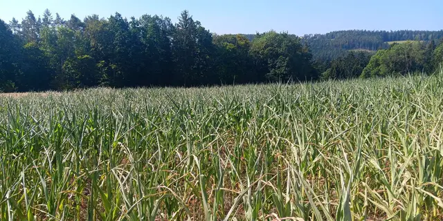Der Klimawandel verursacht verstärkt extreme Wetterereignisse wie Dürreperioden. Auch in der Steiermark fehlt derzeit vielen Ackerkulturen Niederschlag: Lagen mit sandig-schottrigen Böden – wie dieser Maisacker – sind massiv von der aktuellen Trockenheit und Hitze betroffen, meldete die Landwirtschaftskammer Steiermark Ende Juli.  | Foto: Neubauer