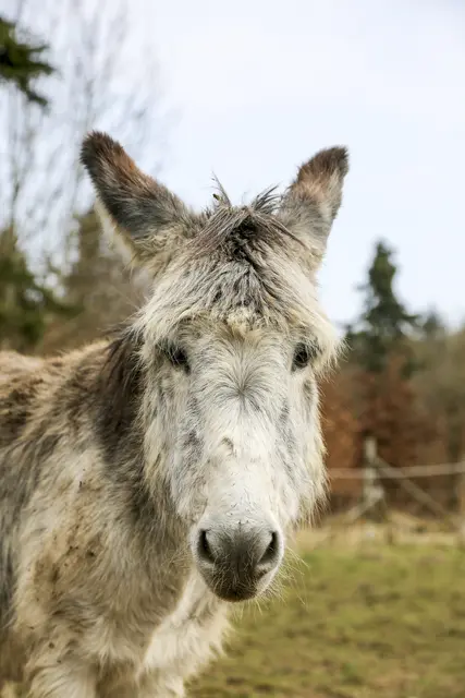Foto:  Loeffke/KNA