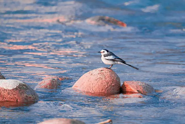 „Lebendiges Wasser“ ist das Leitwort der diesjährigen ökumenischen Schöpfungszeit im September. | Foto: Unsplash