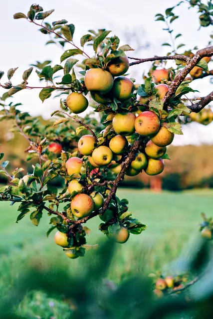 Foto: Markus Winkler/Pexels