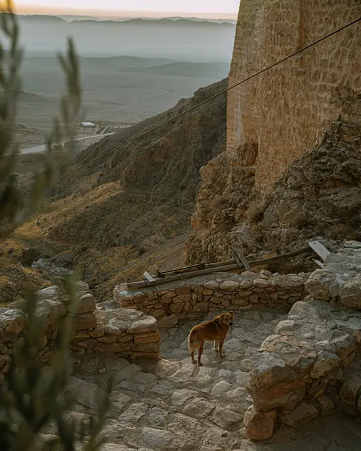 Wüstenblick mit Hund. Die Morgensonne taucht das christliche Kloster Saint-Moise l’Abyssin, besser bekannt als Deir Mar Moussa al Habachi, in ein sanftes Licht. | Foto: Gautier/KNA 2024