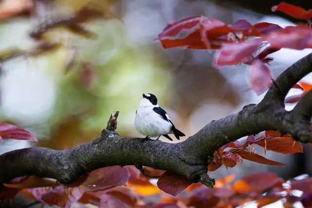 Der Halsbandschnäpper gehört zur Familie der Fliegenschnäpper. Der Charaktervogel ist insbesondere in alten Laubgehölzen wie Streuobstwiesen oder Parks zu finden und ist ein gern fotografiertes Motiv des Grazer Ornithologen Leander Khil. | Foto: Khil (2009)