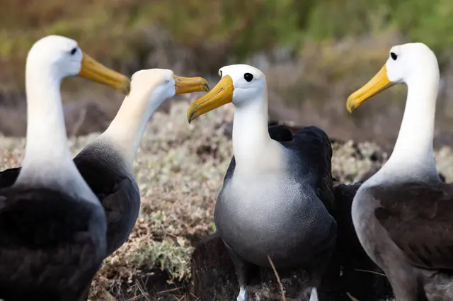 Lieblingstier. Der Galápagos-Albatros ist Leander Khils Lieblingsvogel. Das Foto entstand bei seinem Insel-Aufenthalt 2012. | Foto: Khil