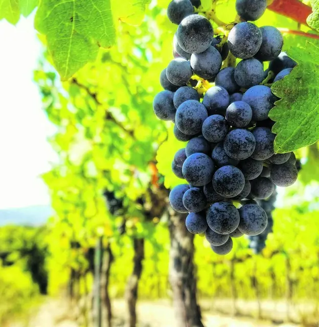 Der Weinberg ist und bleibt Gottes Eigentum. | Foto: Unsplash, Zachary Brown