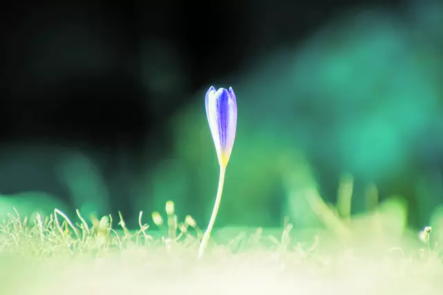 Auf, lasst uns die Güter des Lebens genießen
und die Schöpfung auskosten, wie es der Jugend zusteht!
Erlesener Wein und Salböl sollen uns reichlich fließen,
keine Blume des Frühlings darf uns entgehen!
(Weis 2,6-7) | Foto: unsplash/Markus Blüthner