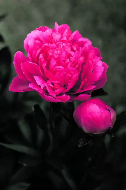 Für jetzt bleiben Glaube, Hoffnung, Liebe, diese drei:
doch am größten unter ihnen ist die Liebe.

(Aus dem Hohelied der Liebe, 1 Kor 13). | Foto: unsplash/Yunming Wang