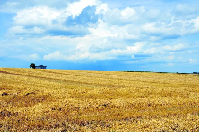 Für gewöhnlich sieht der Mensch
nur das Stoppelfeld der Vergänglichkeit.
Was er übersieht, 
sind die vollen Scheunen der Vergangenheit.
Im Vergangensein ist nämlich nichts
unwiederbringlich verloren, 
vielmehr ist alles unverliebar geborgen.
(VIKTOR FRANKL - 1905-1997) | Foto: Carmen Hauser - stock.adobe.com